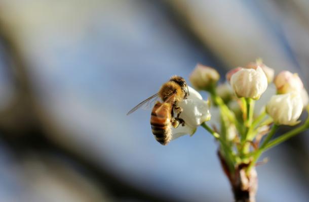 A bee sits on a thistle. Photo credit Sandy Millar