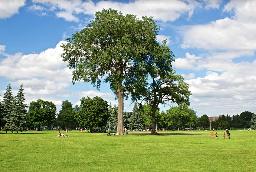 Orme du Parc Jarry, Montréal. Roger Latour.