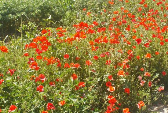 Champ de coquelicots