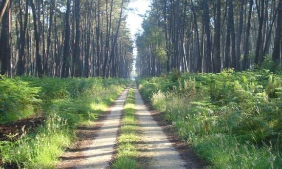 Chemin dans la forêt des Landes