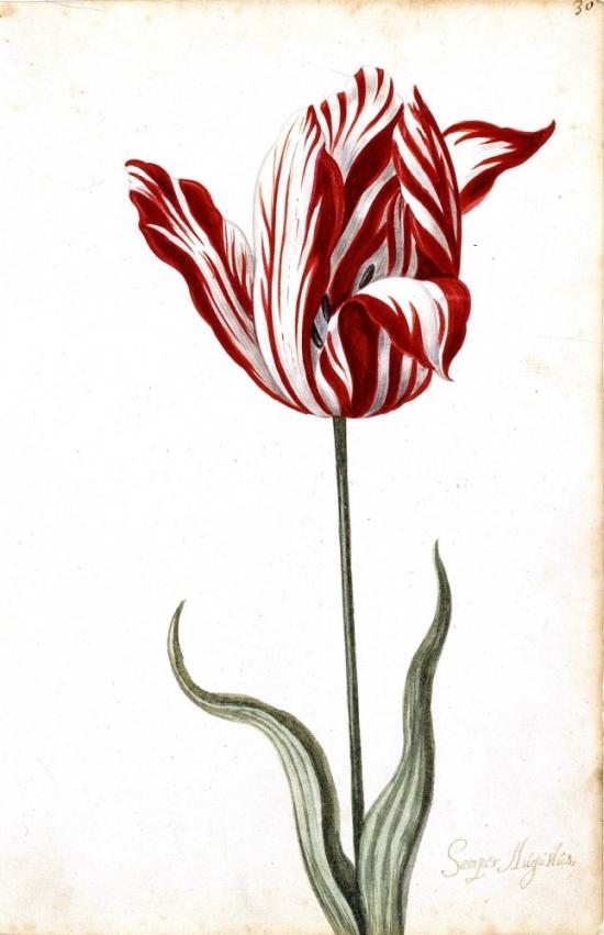 Planche de botanique montrant une tulipe