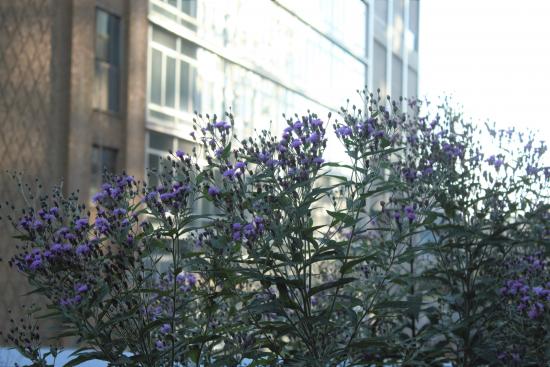 Fleurs sur fond de bâtiment