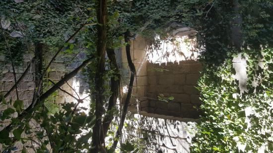 Ruine d'un bâtiment envahi par la végétation