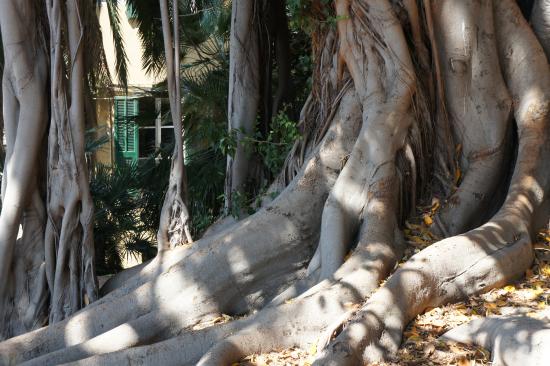 Ficus des jardins Regina Elena, San Remo, Italie. Lajoie, Roxanne. 2019.