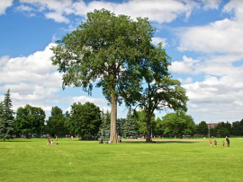 Orme du Parc Jarry, Montréal. Roger Latour.