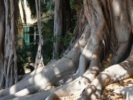 Ficus des jardins Regina Elena, San Remo, Italie. Lajoie, Roxanne. 2019.